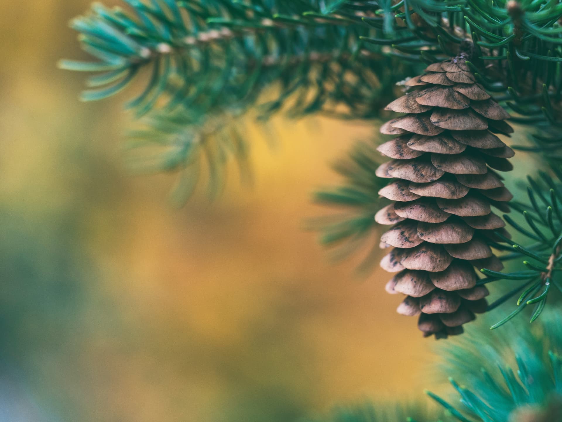 Close-up of a pinecone on a spruce branch in warm evening light